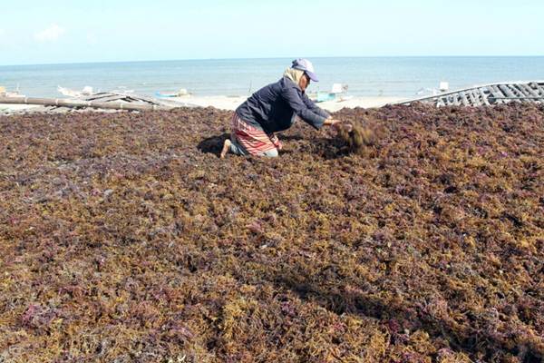  Petani Klungkung Kembali Bergairah Garap Rumput Laut