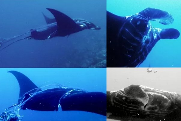  Wisatawan Temukan Ikan Manta Terlilit Tali di Perairan Raja Ampat