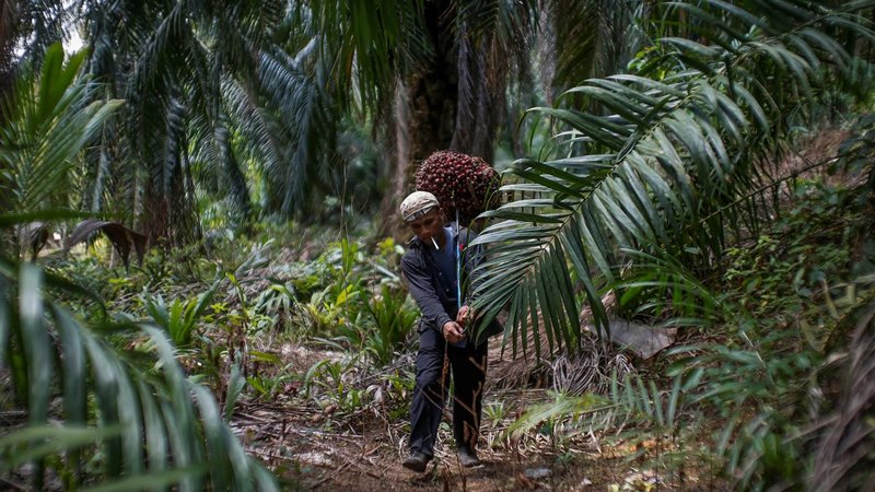  Impor Sawit India Amblas, Ini Nih Penyebabnya