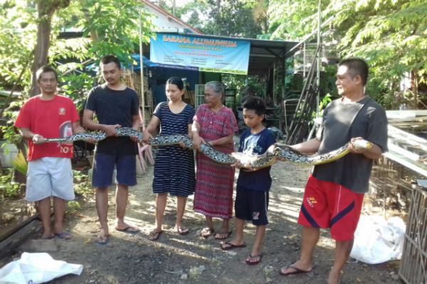  Serang Ayam, Ular Piton Sepanjang 3,5 Meter Berhasil Ditangkap Warga