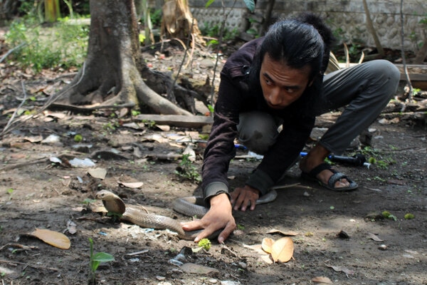  Warga Bogor Sempat Alami Fase Kritis Saat Tergigit Ular