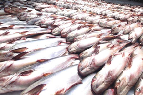  Pakan Buatan FAO-KKP Diklaim Bisa Tekan Biaya Produksi Patin