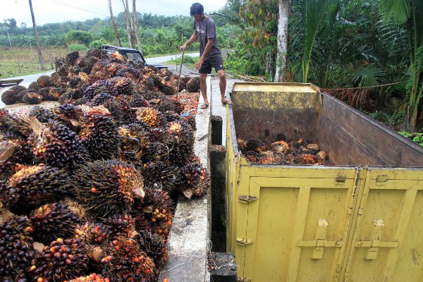  Curah Hujan Rendah Tekan Produksi CPO pada Oktober