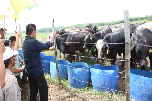  Sumsel Bakal jadi Sentra Pembibitan Sapi Unggul di Sumatra