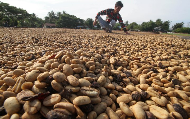  Volatilitas Tinggi bisa Dinginkan Kembali Harga Kopi