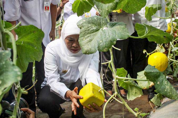  Pengembangan Kawasan Hortikultura Berbasis Ekspor Masih Menemui Kendala