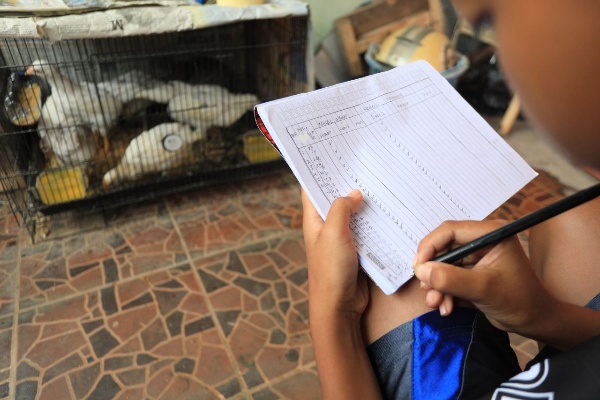  Cerita Pelajar Soal Cara Pelihara Ayam di Program Bagi-bagi Ayam Pemkot Bandung