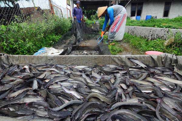  KKP Apresiasi Kelompok Leles Lestari Produksi Pakan Mandiri Berkualitas