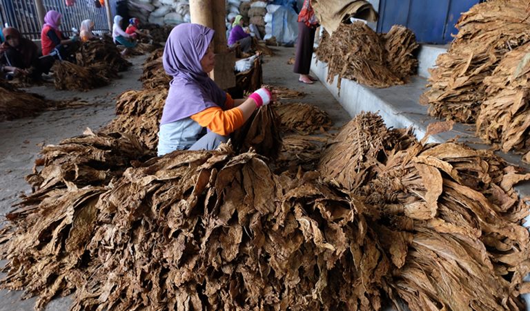  Pascapanen, Impor Tembakau Jawa Tengah Malah Naik