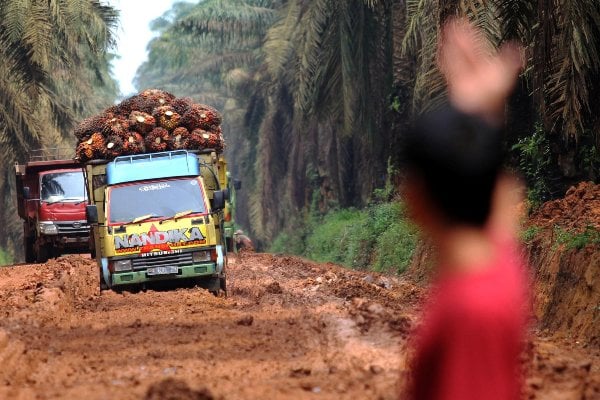  Replanting Kebun Sawit Sumsel Diklaim Terluas di Tanah Air