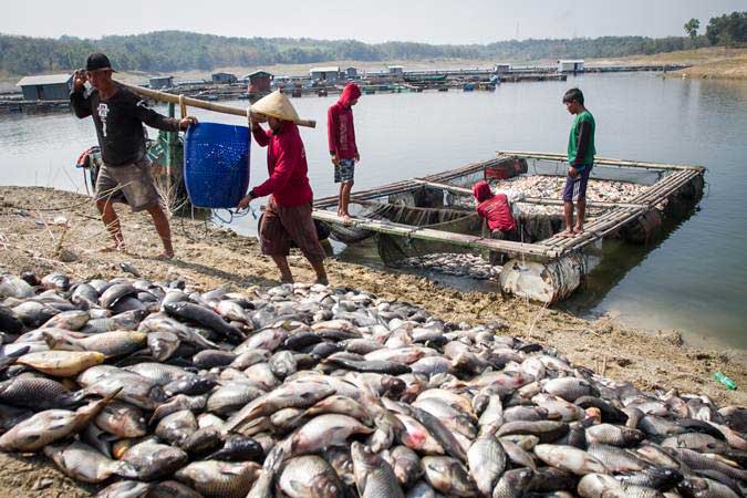  Pascabanjir dan Tanah Longsor, Pelaku Budi Daya Ikan Kecil Dijamin Asuransi