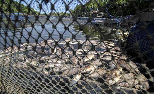  IKAN PETANI KERAMBA MATI MENDADAK