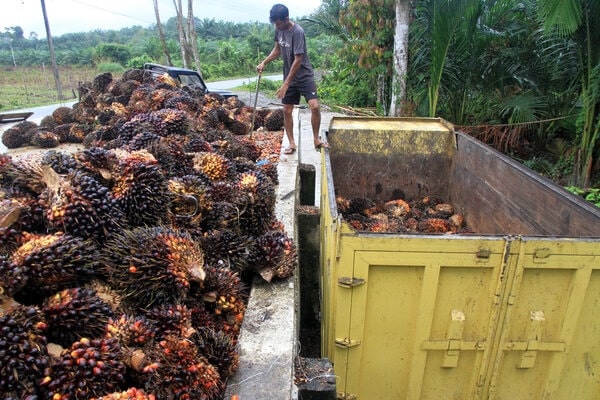  Riau Minta 80 Persen Dana Bagi Hasil Sawit untuk Daerah Penghasil