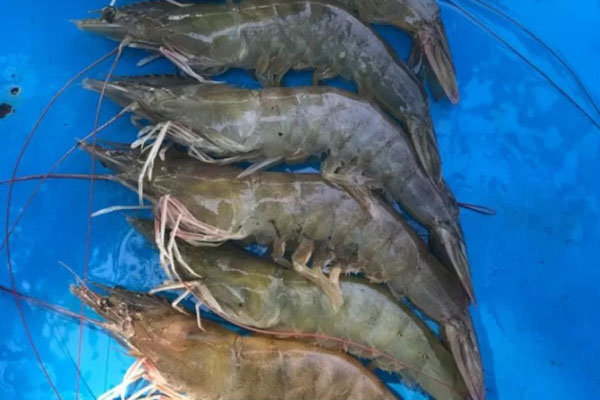  Petambak Udang Optimistis Produksi Membaik pada Tahun Ini