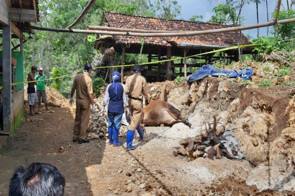  Kecamatan Ponjong Positif Antraks, Kasus Sapi Mati Mendadak Meluas di Gunungkidul 