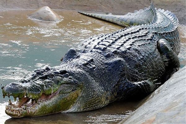  Seekor Buaya Muara Bertelur Dekat Permukiman Warga di Agam Sumbar