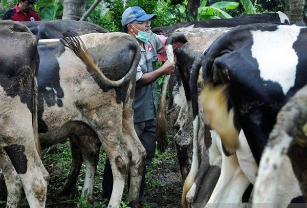  Antisipasi Wabah Antraks, Boyolali Vaksinasi Ribuan Hewan Ternak