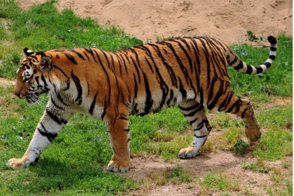  Perangkap Bakal Ditutup Terpal Saat BKSDA Sumsel Mengevakuasi Harimau