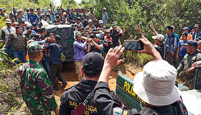  PENANGKAPAN HARIMAU SUMATERA DI SEMENDE