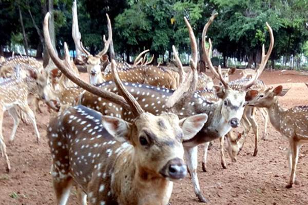  Begini Cara Memanggil Rusa Tutul di Taman Rusa Monas