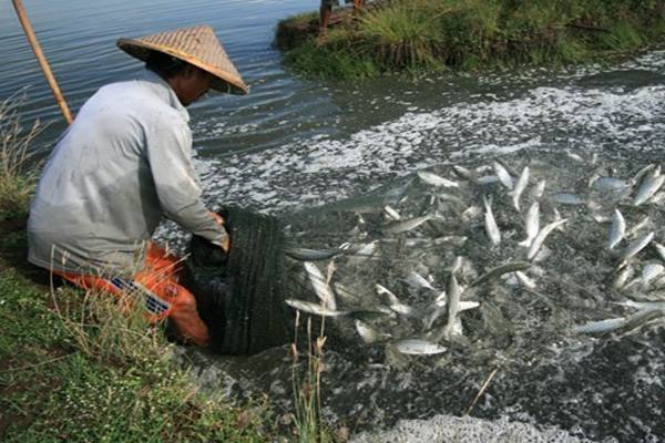  Jelang Imlek, Harga Ikan Bandeng di Kawasan Rawa Belong Mulai Naik