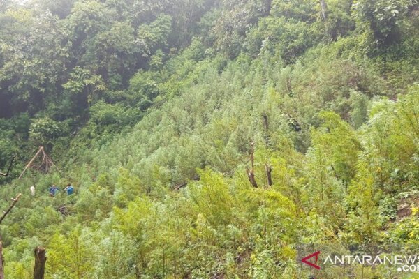  Polisi Temukan Ladang Ganja 5 Hektare di Sumut