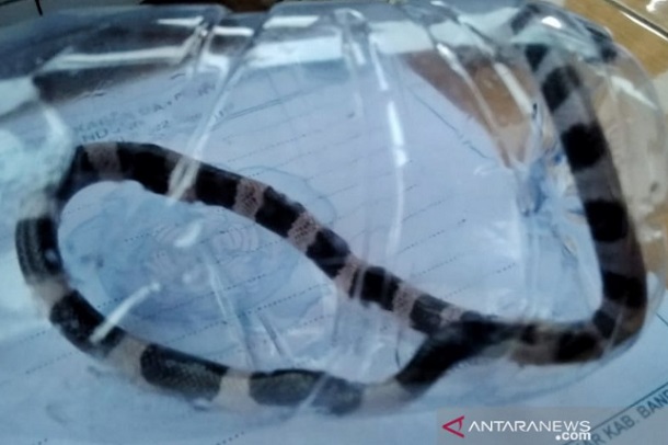  Seorang Anak di Bandung Meninggal Dipatuk Ular