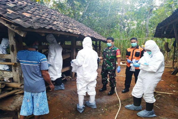  11 Ekor Sapi Mati Mendadak di Gunungkidul, Antraks Muncul Lagi?