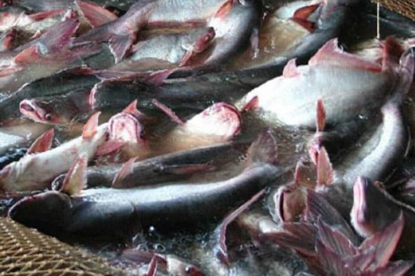 Produksi Ikan Patin dan Lele Diprediksi Naik di Atas 20 Persen