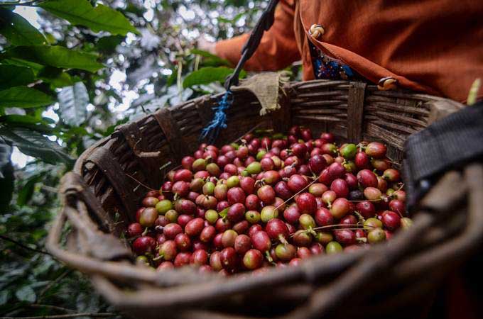 Petani memanen kopi arabika di Desa Mekarmanik, Kabupaten Bandung, Jawa Barat, Kamis (20/6/2019)./ANTARA-Raisan Al Farisi