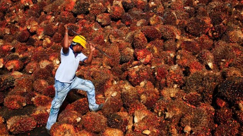 Seorang pekerja mengumpulkan buah kelapa sawit di dalam sebuah pabrik minyak sawit di Sepang, di luar Kuala Lumpur, Malaysia. / REUTERS - Samsul Said