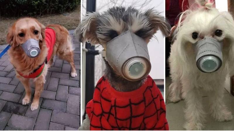  Cegah Penularan Virus Corona, Anjing di China Pakai Masker