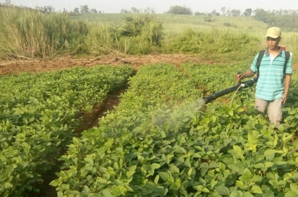  Bekas Galian di Cidahu Kuningan Kini Jadi Lahan Pertanian Kedelai