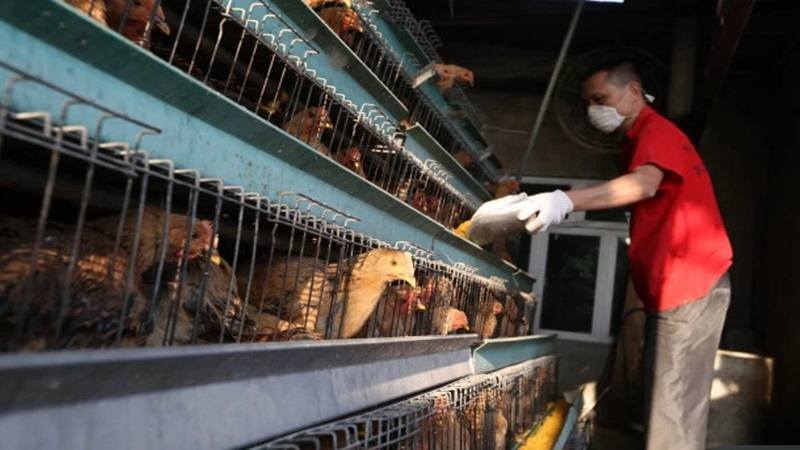  Wabah Virus Corona Belum Reda, China Digempur Flu Burung