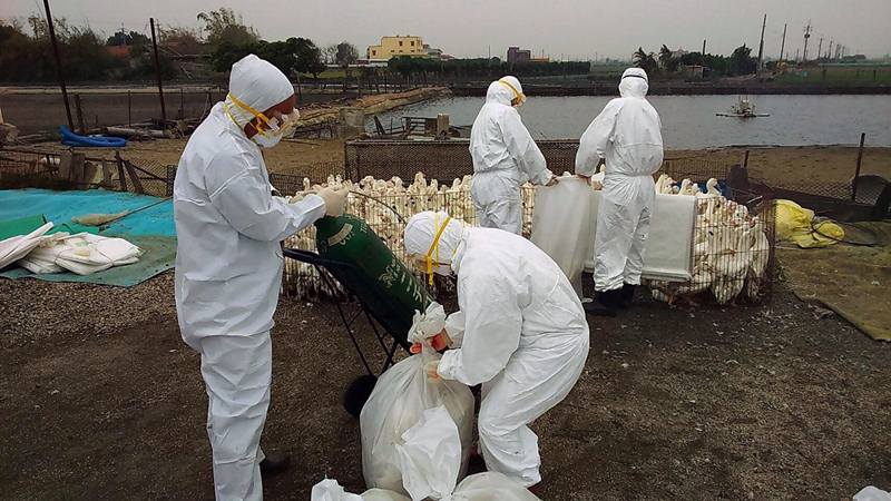  Virus Flu Burung H5N1 di China Bisa Menular ke Manusia