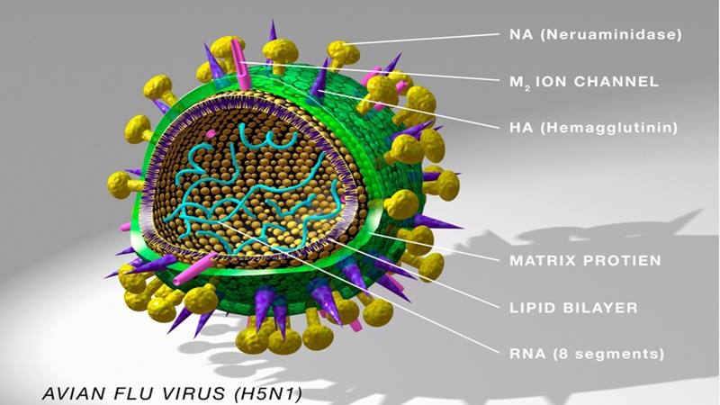  Apa Itu Virus Flu Burung H5N1? Kenali Gejala, Penularan ke Manusia dan Pencegahannya