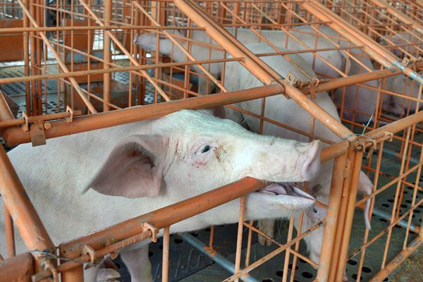  Kematian 808 Ekor Babi di Bali Akibat African Swine Flu