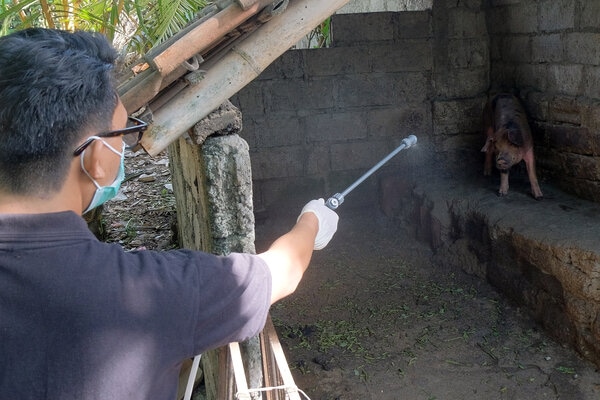  Flu Babi Landa Bali, Badung Redam Keresahan dan Beri Kompensasi