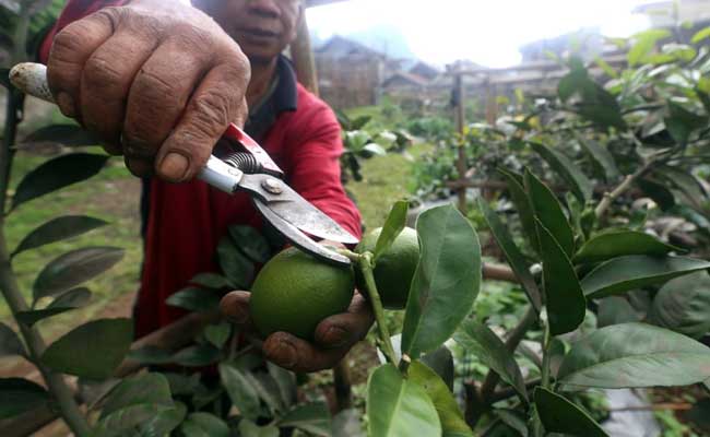  HARGA LEMON JUS MENURUN