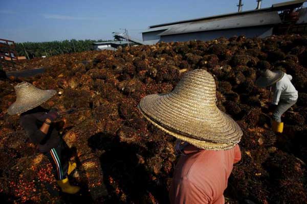 Kenaikan Harga CPO belum Dinikmati Petani Riau