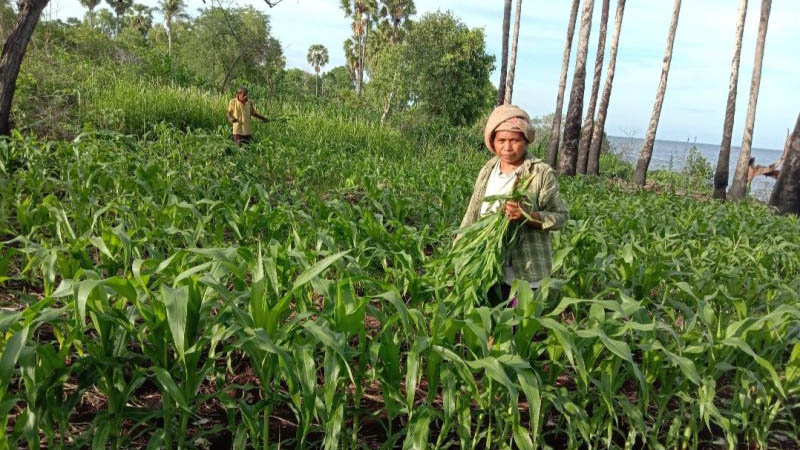  Ulat Grayak Sebabkan Panen Jagung di Flores Timur Turun