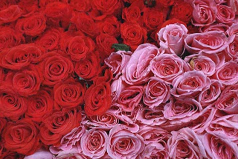  5 Pilihan Bunga untuk Hadiah di Hari Valentine