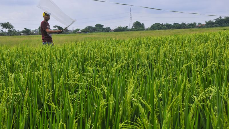  Program Benih Petani, Sang Hyang Seri Gandeng Inkopad 