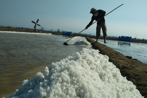  Petani Garam di Cirebon Simpan Stok di Gudang karena Harga Anjlok