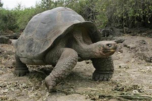 Kura-kura raksasa di Galapagos/Reuters
