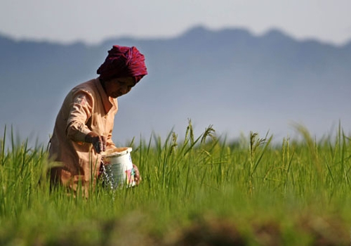  Petani di Madiun Khawatirkan Pemangkasan Kuota Pupuk Bersubsidi