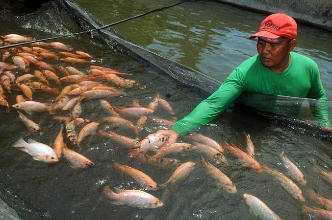 Produksi Benih Ikan Air Tawar di Ambon Dipacu