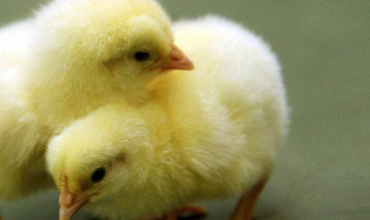  Malindo Feedmill (MAIN) Sambut Baik Regulasi Harga Acuan Bibit Ayam