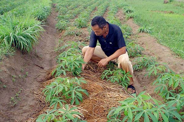  Pusri Jamin Pasokan Pupuk bagi Petani di Lampung