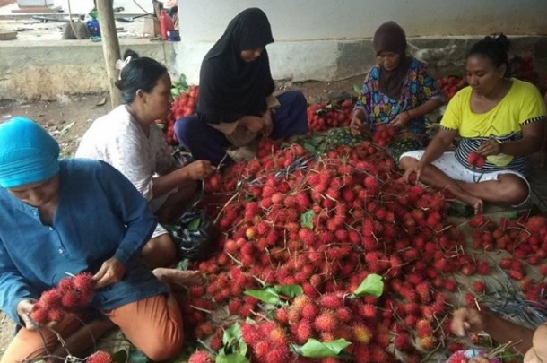  Petani di Lebak Raup Keuntungan Panen Buah Rambutan